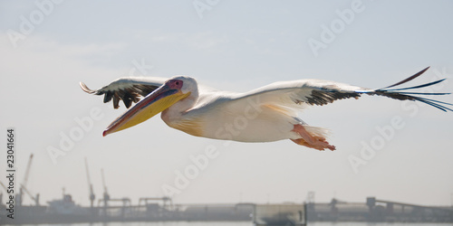 Pelican in flight over harbour