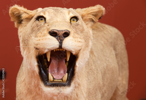 Aggressive expression of stuffed lion with red background