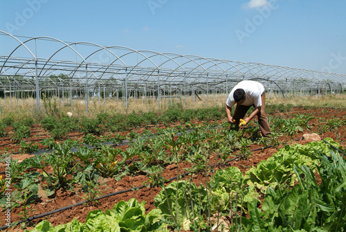 bracciante agricolo