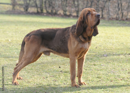 BLOODHOUND