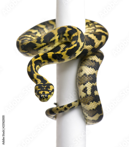 Morelia spilota variegata python, 1 year old, on pole