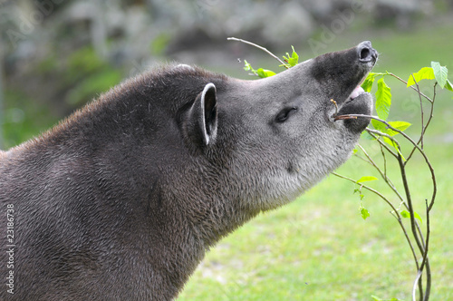 Portrait d'un tapir du Brésil mangeant des feuilles