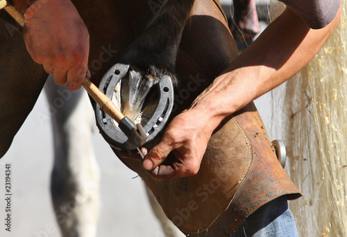Farrier attaches horseshoe to the hoof