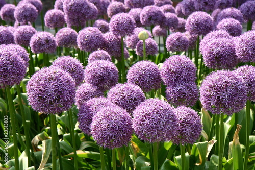 Giant Onion (Allium Giganteum) blooming in a garden