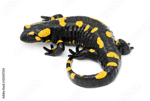 salamander