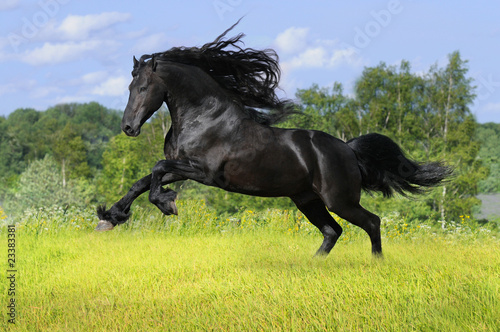 black friesian horse play on the meadow