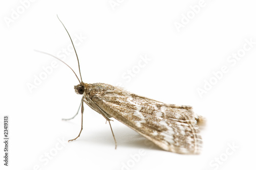 macro de una polilla en fondo blanco