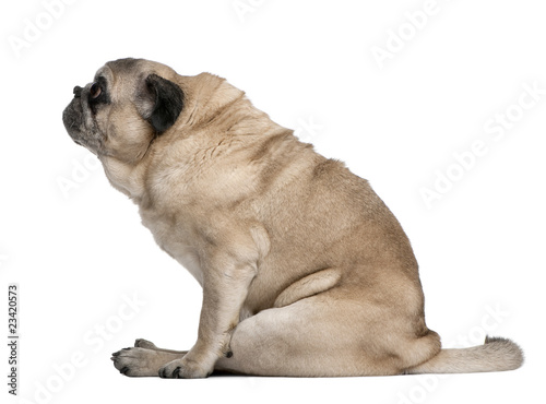 Old Pug, 10 years old, sitting in front of white background