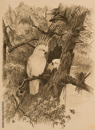 Antique Engraved Bird Print - Cockatoo 1887