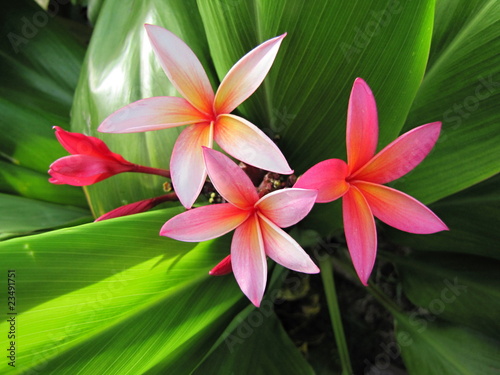 Plumeria flowers