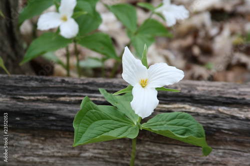 Trilliums only in Canada and Asia