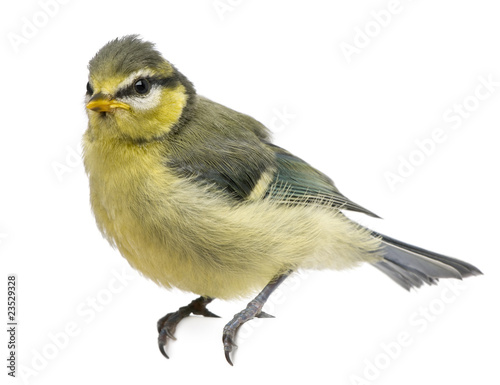 Blue Tit, 23 days old, perched against white background