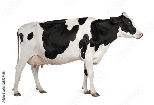 Holstein cow, 5 years old, standing against white background