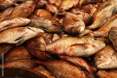 Fischmarkt in Tokio