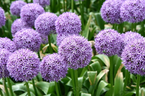 Giant Onion (Allium Giganteum) blooming in a garden