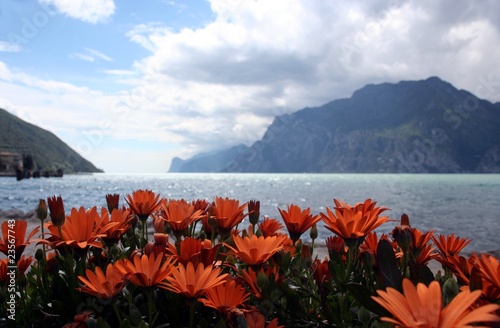 Flowers gerbera with mountains and lake as a background