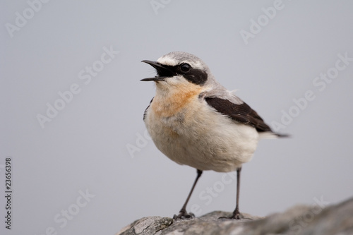 Steinschmätzer; Northern Wheatear; Oenanthe oenanthe