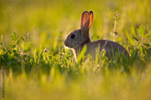 lapin lapine garenne sauvage gibier