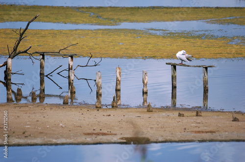 Mouette rieuse