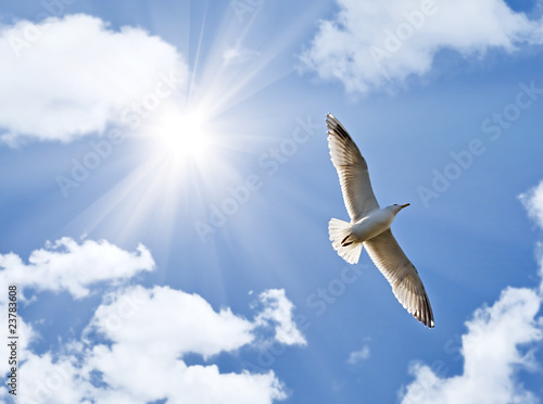 seagull under bright sun
