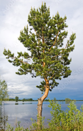Pine at lake shore.