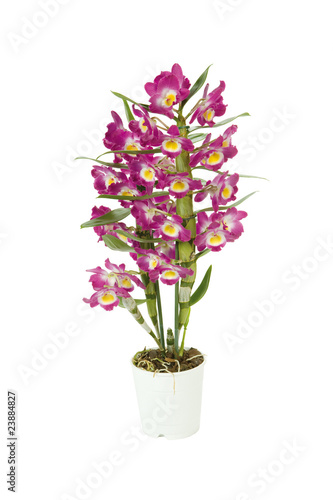 orchidée dendrobium rose