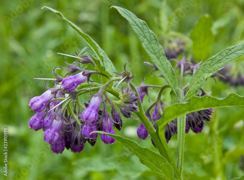 Delphinium - comfrey