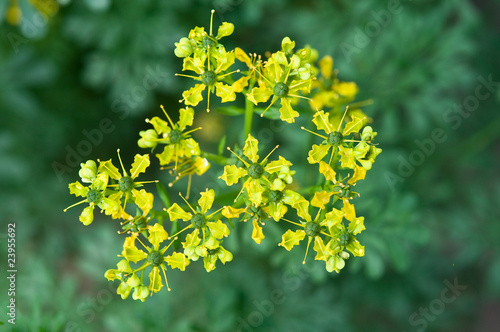 Blüten der Weinraute