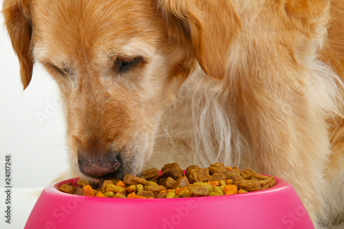 chien et gamelle pleine de croquettes