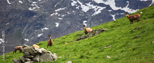 wild chamois on alps