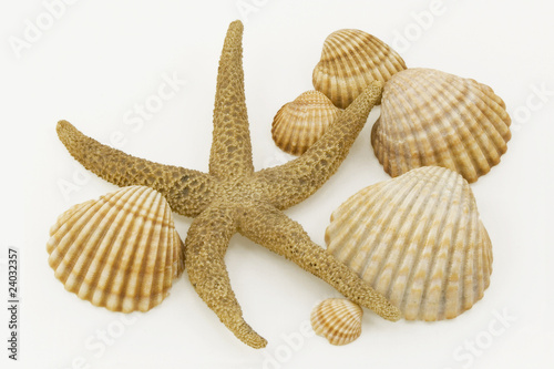 Estrella de mar y conchas