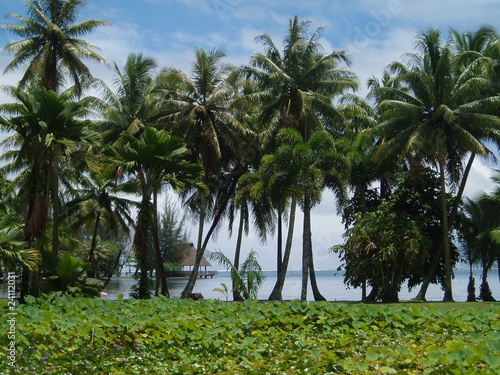 Nénuphars et palmiers d'un parc à Tahiti