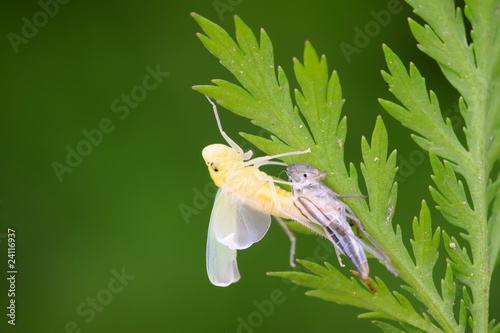 leafhopper nymphs just completed metamorphosis