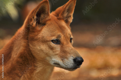 AUS-Dingo2