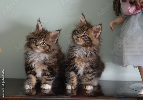 MAINE COON