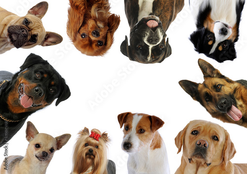 dix portraits de chiens différents en rond