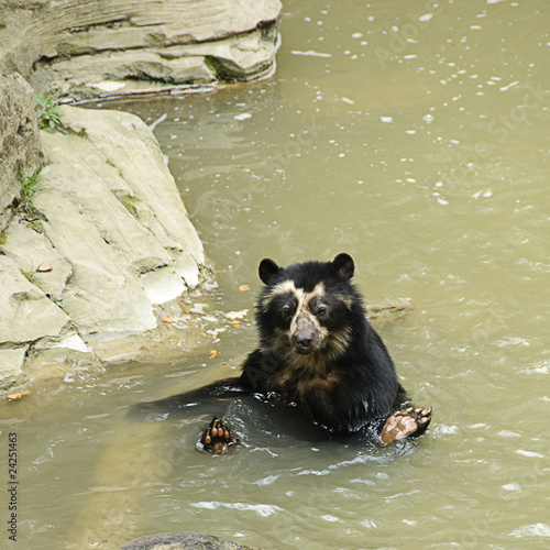 Spectacled bear bathing