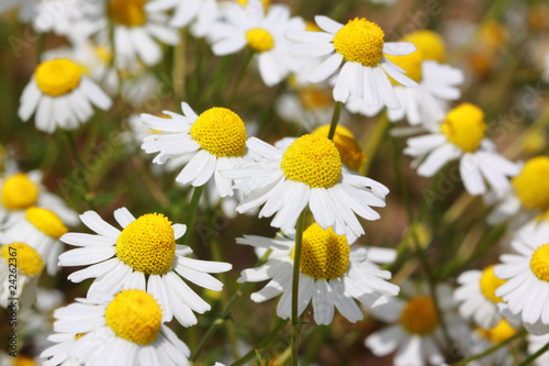 Kamillenblüten