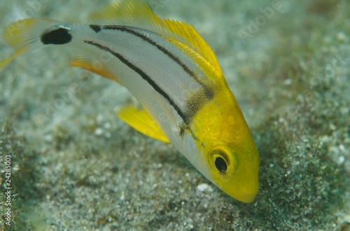 Juvenile Porkfish-Anisotremus virgincus