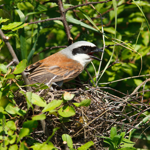 Common Shrike, Lanius collurio, male