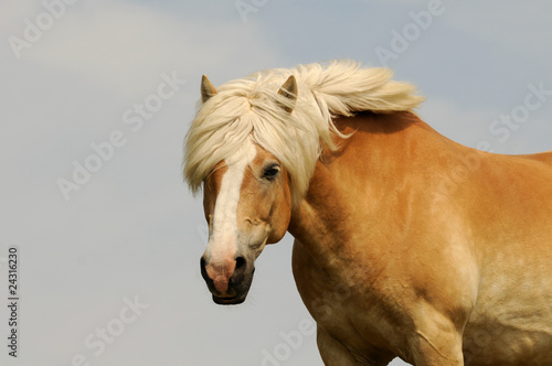 Kopf vom Haflinger