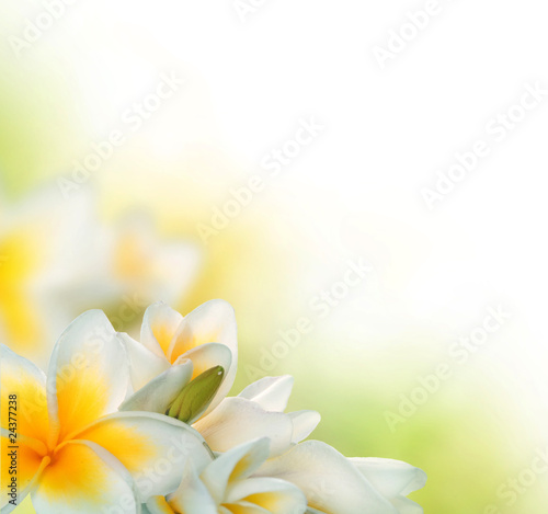 Frangipani Spa Flowers border.Plumeria