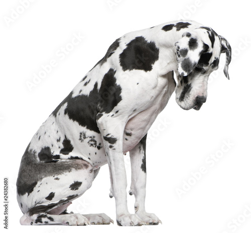 Great Dane Harlequin sitting in front of white background