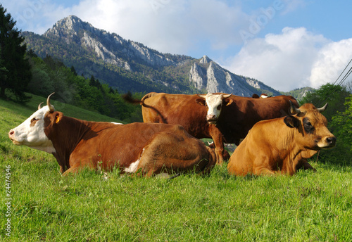 vaches à l' alpage