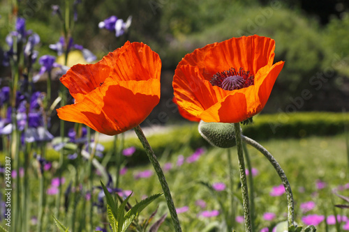 Orientalischer Mohn, Türkischer Mohn - Oriental poppy