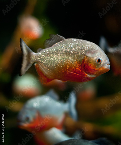 piranha