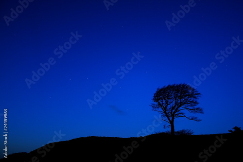 Lone Tree at night