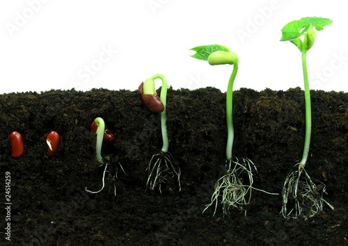 Sequence of bean seeds germination in soil