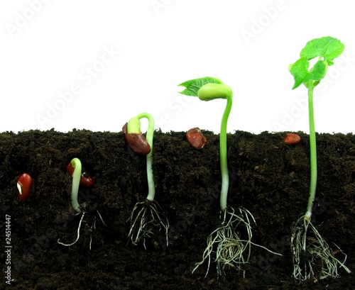 Beans seeds germinating in soil