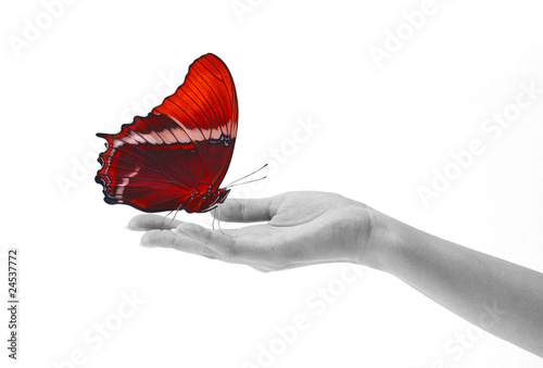 Butterfly on hand red